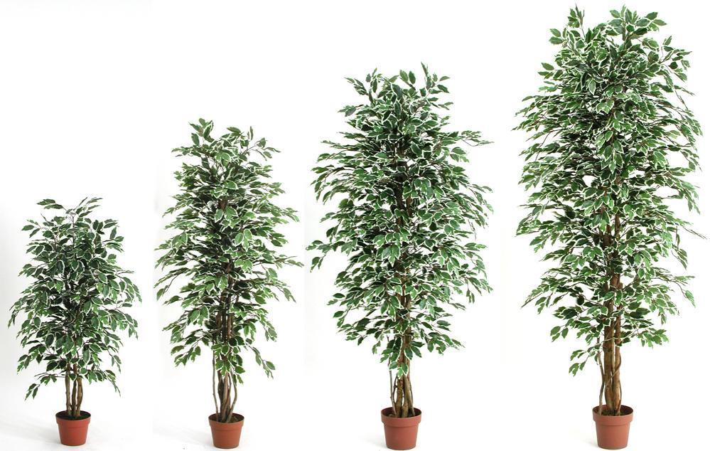 Ficus Screziato Foglie Variegate Pianta Artificiale ELGREN ficus-screziato-foglie-variegate-pianta-artificiale-elgren