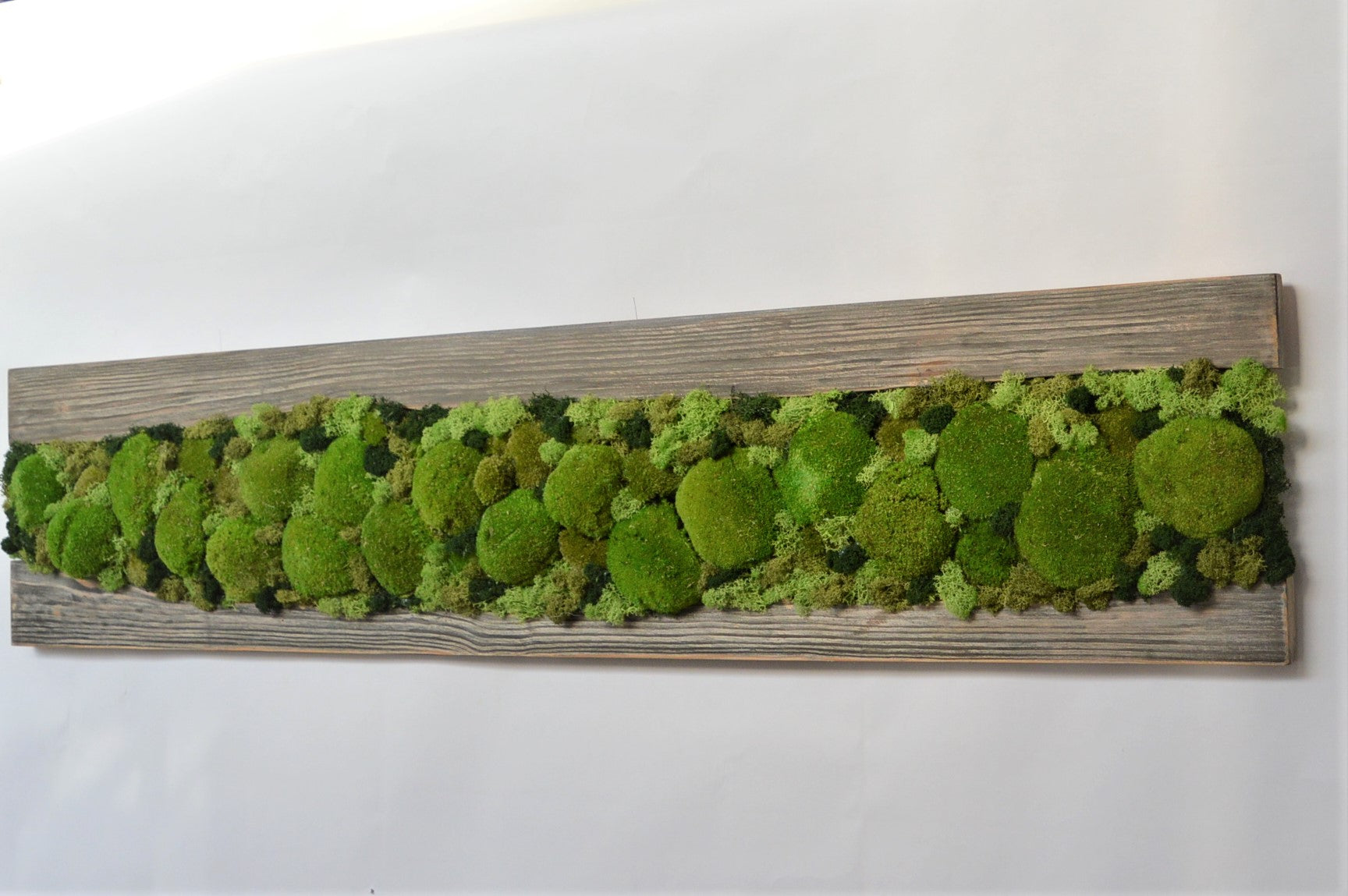 Tavola legno di abete con polemoss  e licheni disidratati, stabilizzati