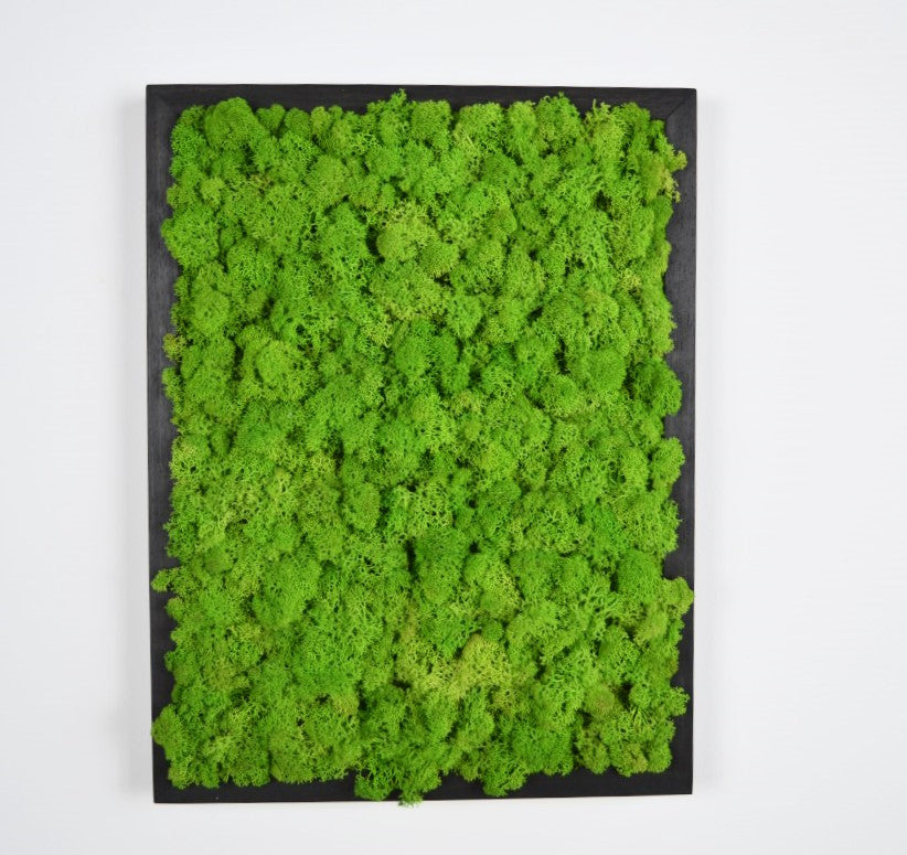 Cadre lichen stabilisé en cadre blanc - vert clair