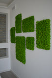 Light green stabilized lichen wall panel
