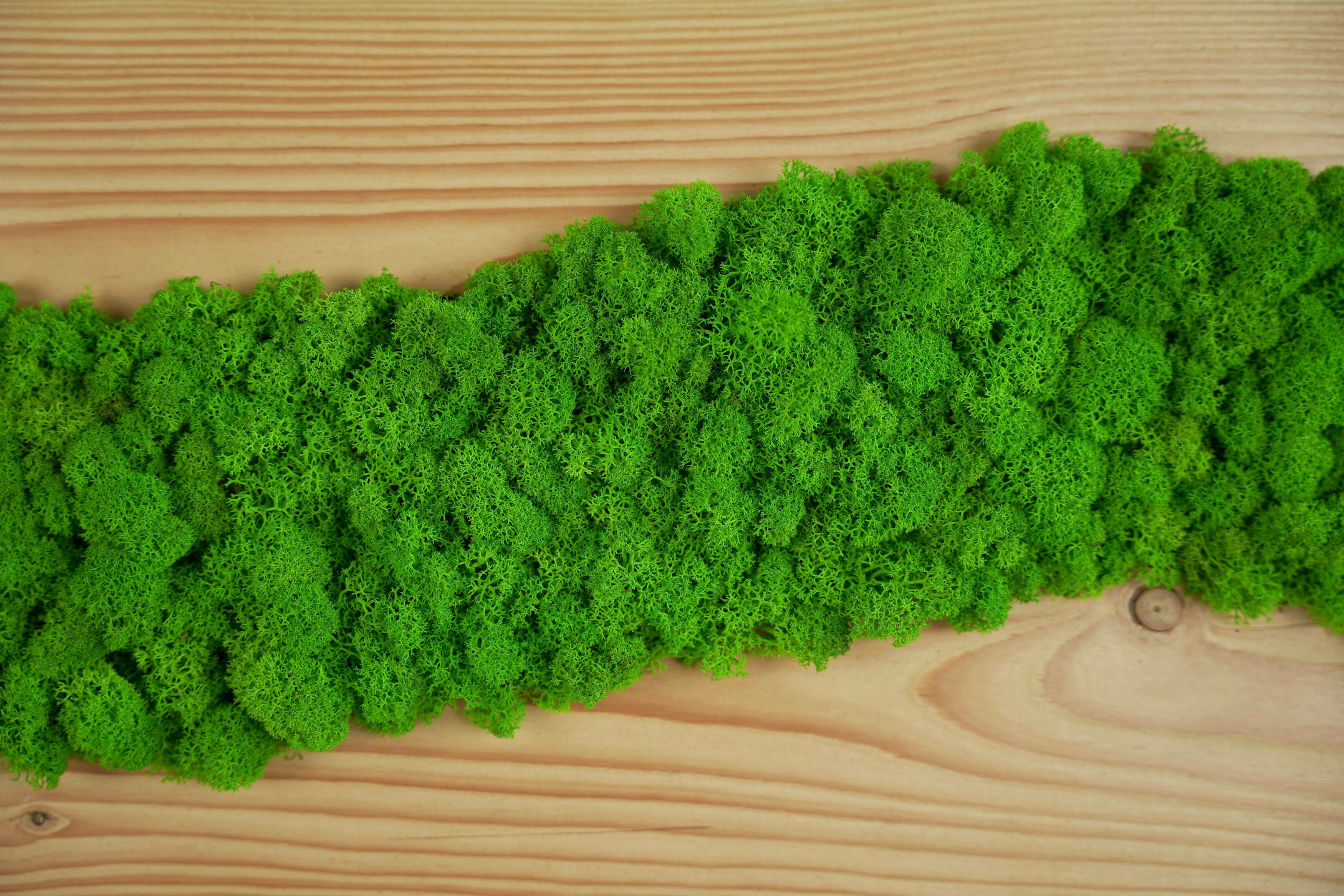 Planche en bois de sapin avec polemoss et lichens déshydratés et stabilisés