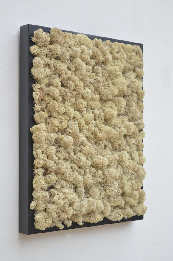 Quadro licheni stabilizzati naturali cornice nera