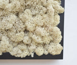 Quadro licheni stabilizzati naturali cornice nera