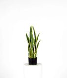Érable vert - Plante artificielle