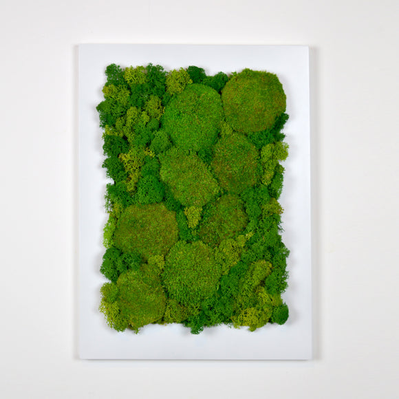 Quadro muschio naturale polemoss in cornice bianca