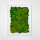 Polemoss natural moss picture in white frame