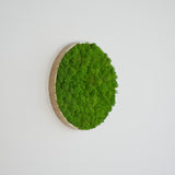 Panneau mural en lichen stabilisé vert clair