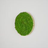 Panneau mural en lichen stabilisé vert clair