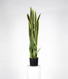 Érable vert - Plante artificielle