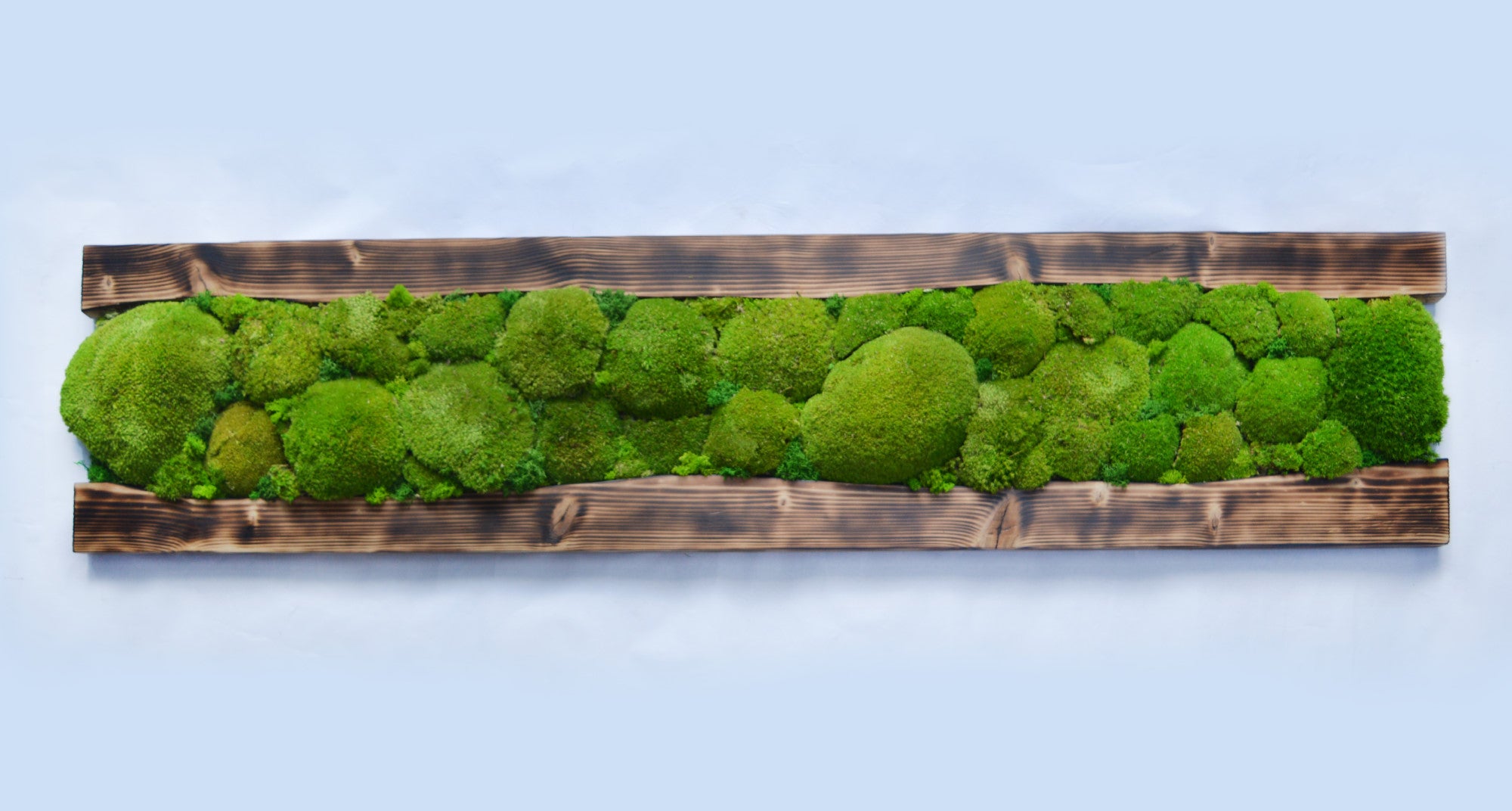 Planche en bois de sapin avec polemoss et lichens déshydratés et stabilisés