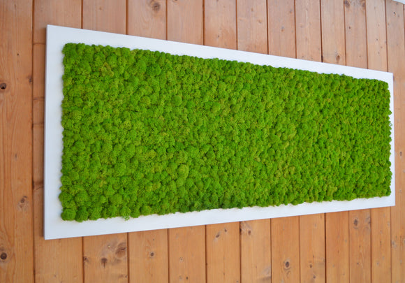 Extra size stabilized lichen picture with white frame