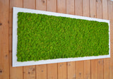 Quadro licheni stabilizzati extra size cornice bianca