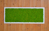 Quadro licheni stabilizzati extra size cornice bianca