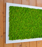 Quadro licheni stabilizzati extra size cornice bianca