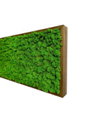 Extra size stabilized lichen picture with wooden frame