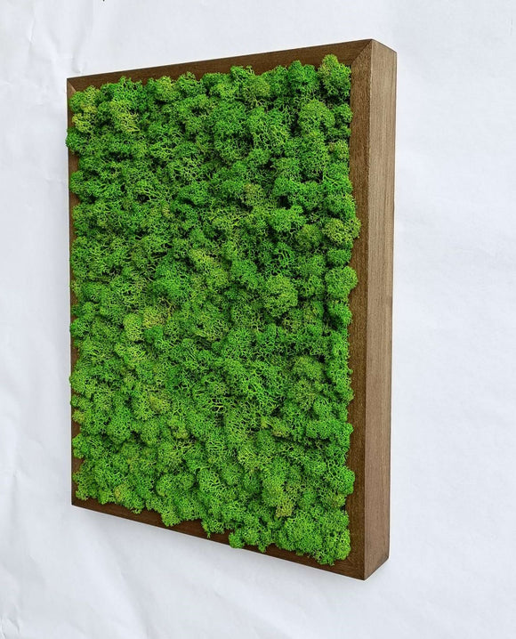 Cadre lichen stabilisé en cadre blanc - vert clair