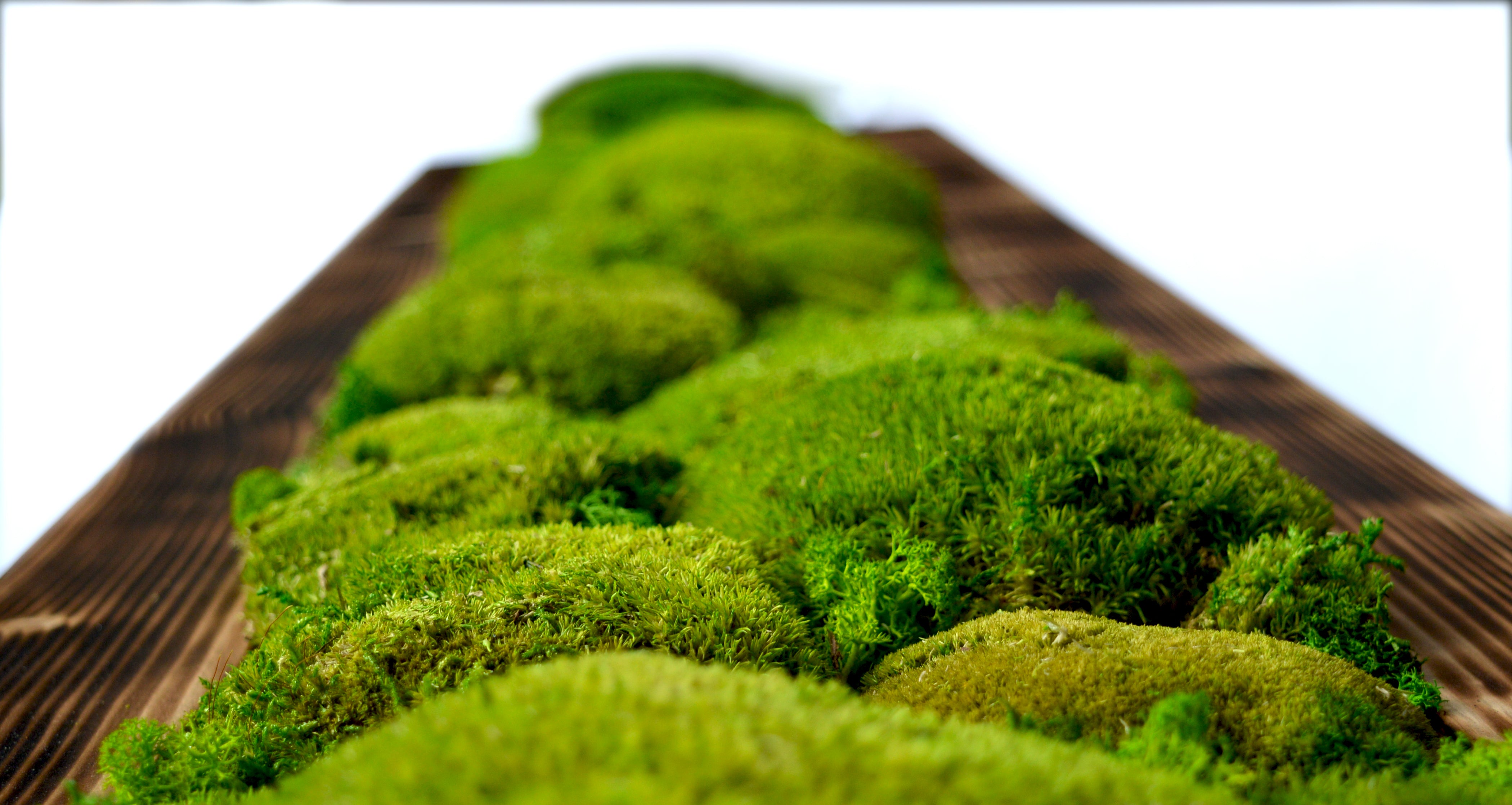 Planche en bois de sapin avec polemoss et lichens déshydratés et stabilisés