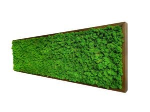 Quadro licheni stabilizzati extra size cornice legno