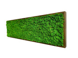 Quadro licheni stabilizzati extra size cornice legno