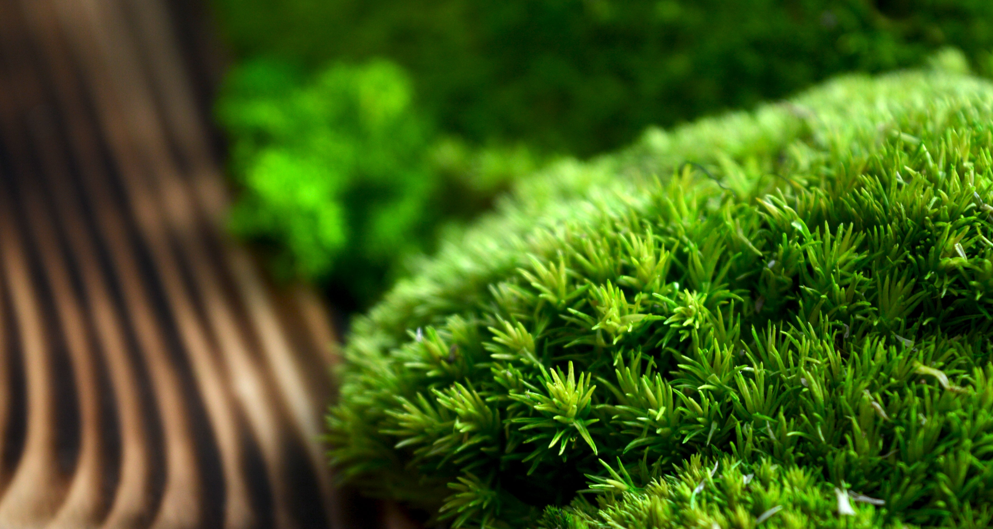 Planche en bois de sapin avec polemoss et lichens déshydratés et stabilisés