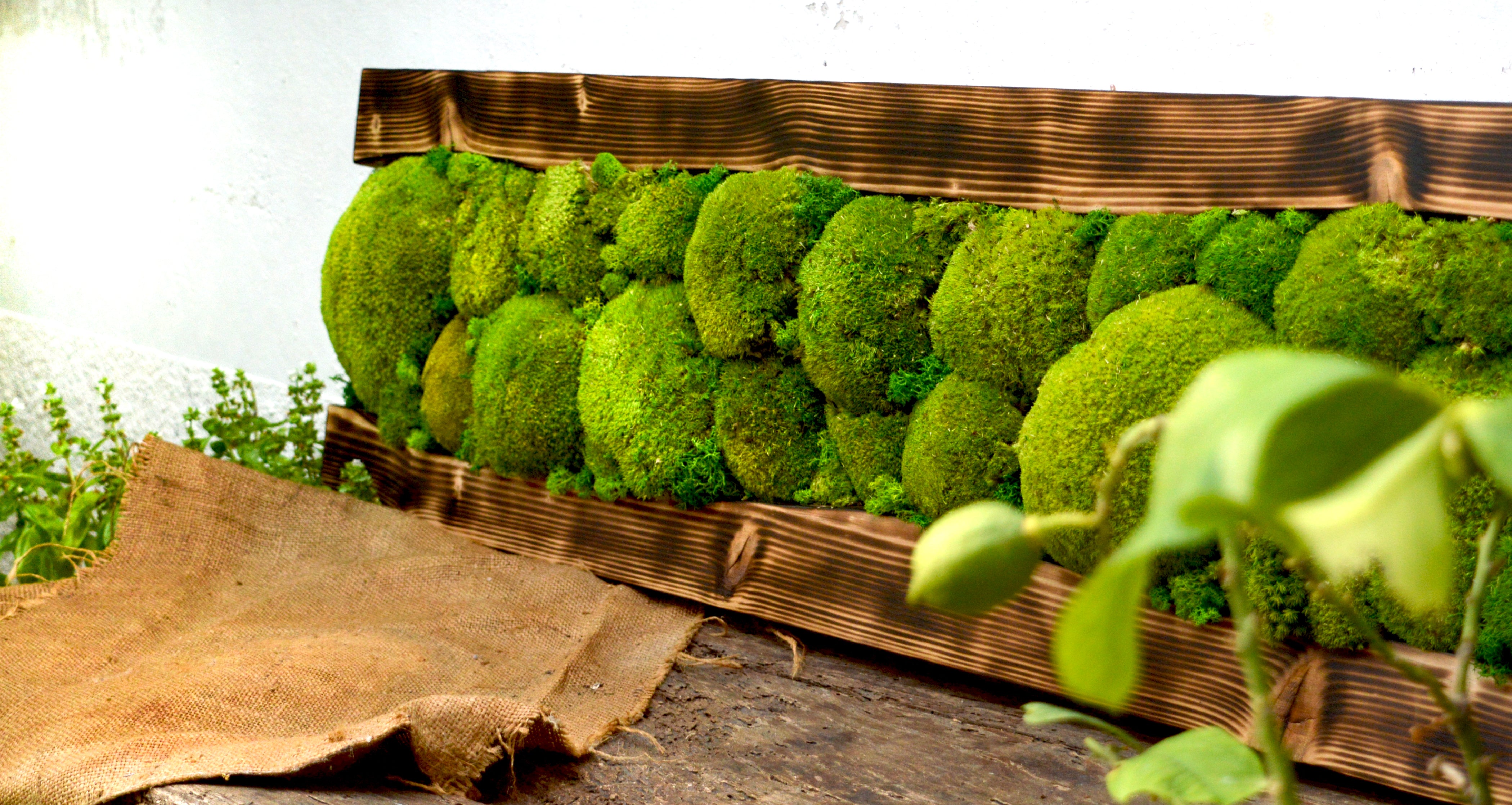 Planche en bois de sapin avec polemoss et lichens déshydratés et stabilisés