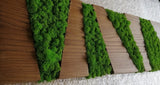 Walnut colored panel, rectangular frame in wood and dehydrated, stabilized lichens