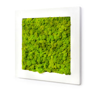 White lacquered stabilized lichen picture