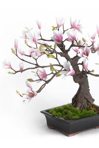 Bonsaï Magnolia - Plante artificielle