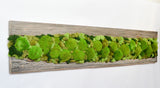 Fir wood board with polemoss and dehydrated, stabilized lichens
