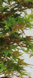 Autumn Maple - Artificial Plant - Various Heights