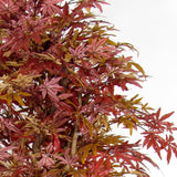 Acero Rosso - Pianta artificiale - Varie altezze