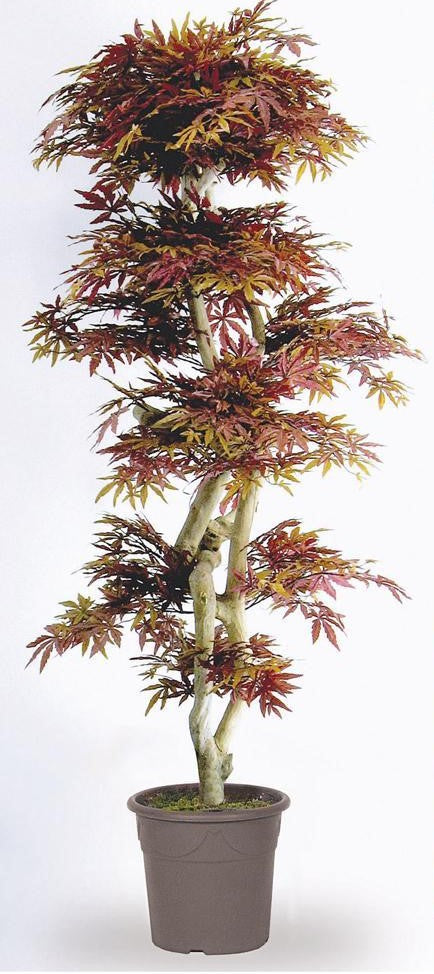 Érable du Japon h 185 cm feuilles vertes - feuilles rouges - Plante artificielle