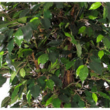 Ficus trunk liana - Artificial plant H 195cm