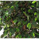 Ficus tronco liana - Pianta artificiale H 195cm