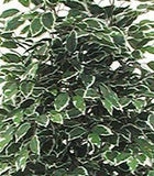 Ficus screziato - Pianta finta con foglie variegate