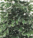 Mottled ficus - Fake plant with variegated leaves