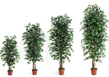 Ficus green leaves - Artificial plant