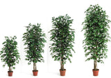 Ficus foglie verdi - Pianta artificiale