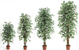 Ficus screziato - Pianta finta con foglie variegate