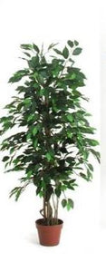 Ficus green leaves - Artificial plant