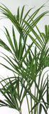 Kentia - Artificial plants