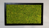Extra size stabilized lichen picture with black frame