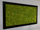 Extra size stabilized lichen picture with black frame