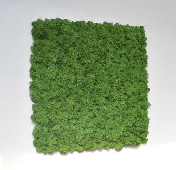 Pannello a parete licheni stabilizzati nature green