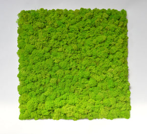 Pannello a parete licheni stabilizzati light green