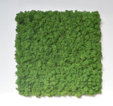 Pannello a parete licheni stabilizzati nature green