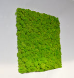 Light green stabilized lichen wall panel
