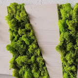 White panel 4 Square cuts in stabilized wood and lichens