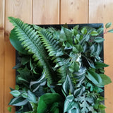 Plant painting for interiors - black frame