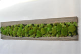 Fir wood board with polemoss and dehydrated, stabilized lichens